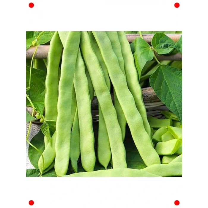 Alman Ayşe Fasulye Tohumu (25 gr) - leneksel Tat