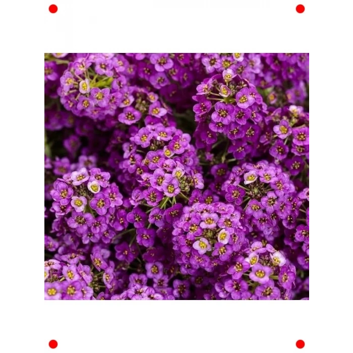 Alyssum Çoklu Mor Çiçek Tohumu (250 Adet)