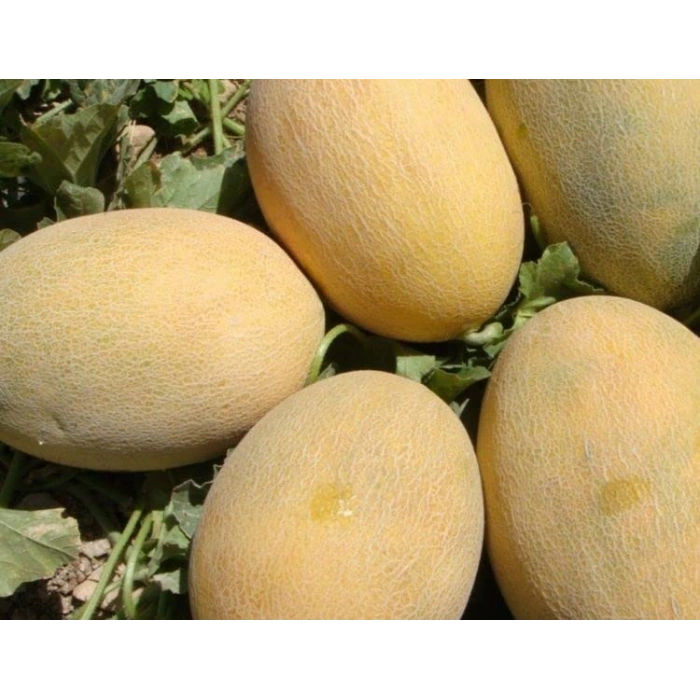 Ananas Doğal Kavun Tohumu - Lezzetli Seçenek