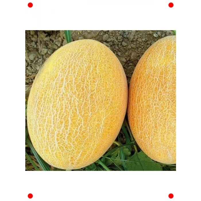 Ananas Kavun Tohumu (5 gr) - Egzotik Lezzet