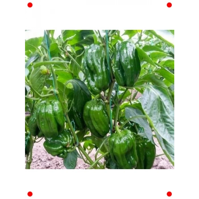 Antep Acı Dolmalık Biber Tohumu - Yöresel Lezzet