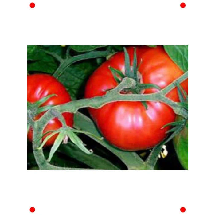 Antep Domates Tohumu (100 Adet)