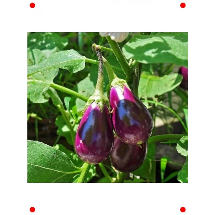 Antep Patlıcan Tohumu - Geleneksel Damak Zevki