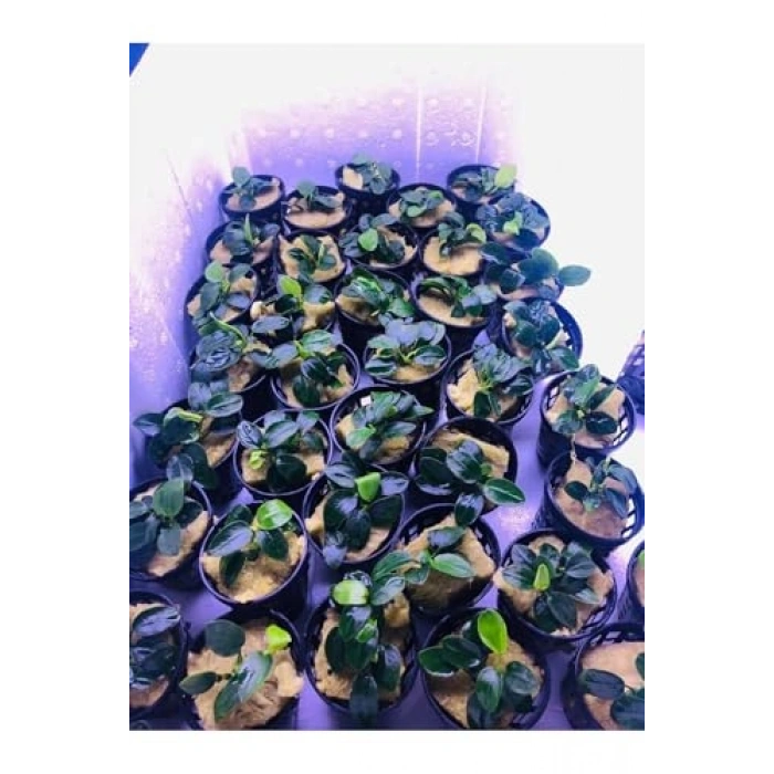 Anubias Petite Canlı Bitki Saksısı, 5-7 Yaprak, Su Bitkisi