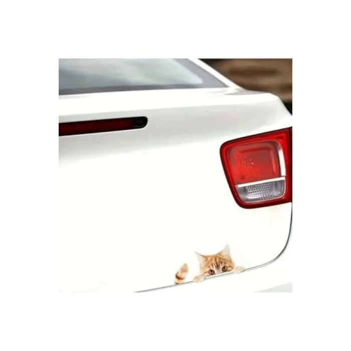 Araba Sticker, Dışarı Bakan Sarman Kedi Tasarımı