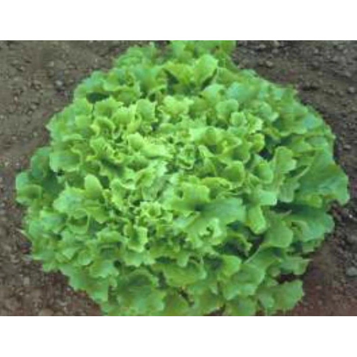 Arapsaçı Marul Tohumu - 10 Gr Sağlıklı Alternatif