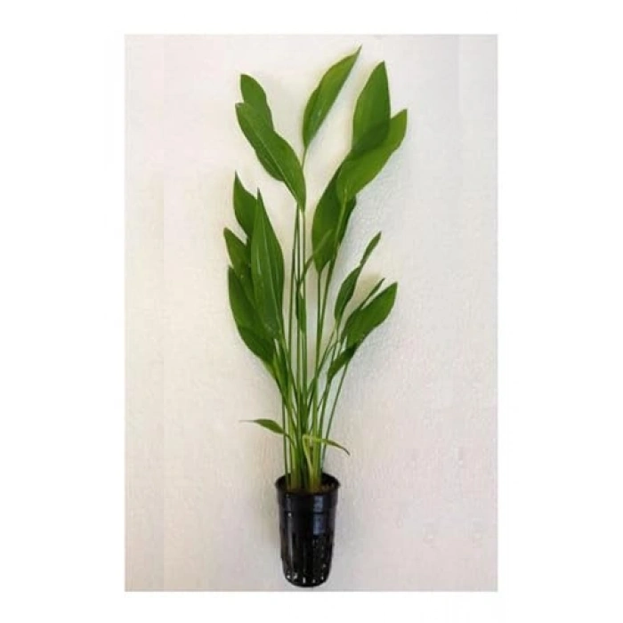 Argentinensis Echinodorus Canlı Bitki Saksısı, Sağlıklı Bitki