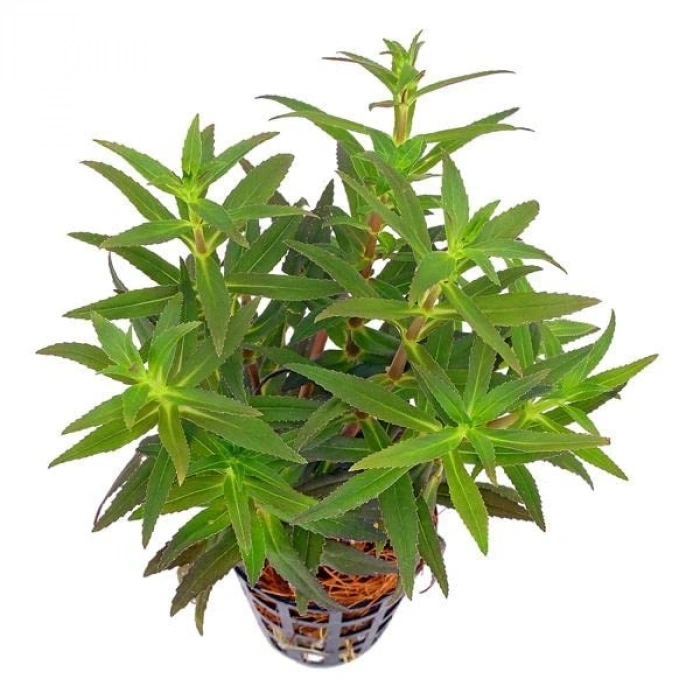 Aromatica Limnophila Saksı Canlı Bitki, Su Bitkisi Olarak