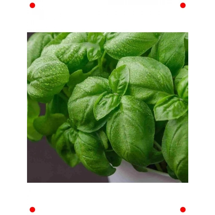 Aromatik Fesleğen Tohumu (3 gr) - Mutfakların Favorisi