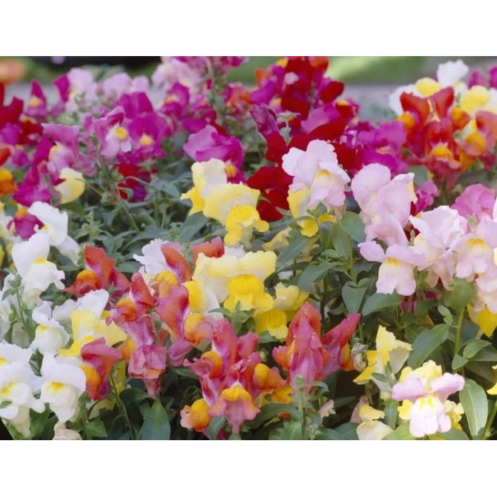 Aslan Ağzı Tohumu - 200 Adet ile Verim Alın