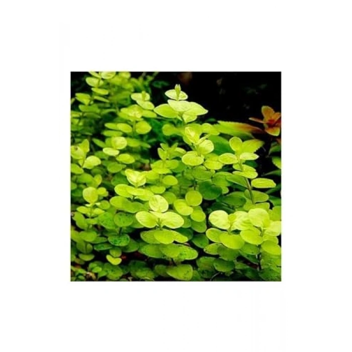 Aurea Lysimachia Canlı Bitki Saksısı, Sarı Renkli, Sağlıklı Bitki