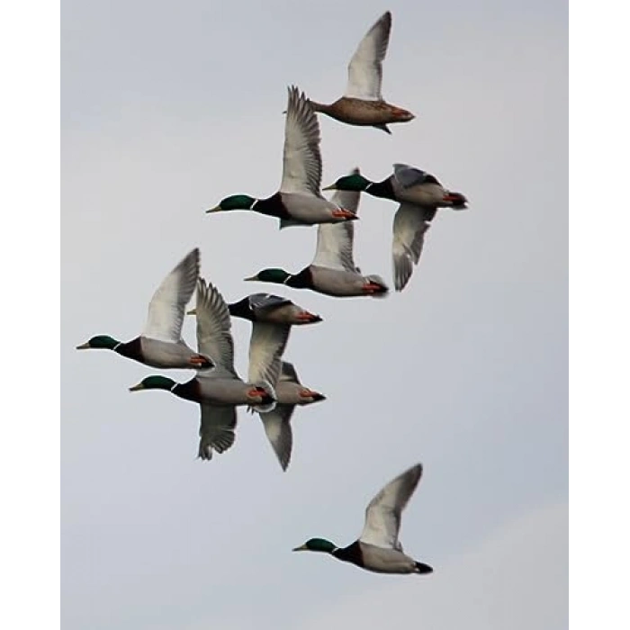 Avcı İhtiyaçları için Sesli Aksesuar
