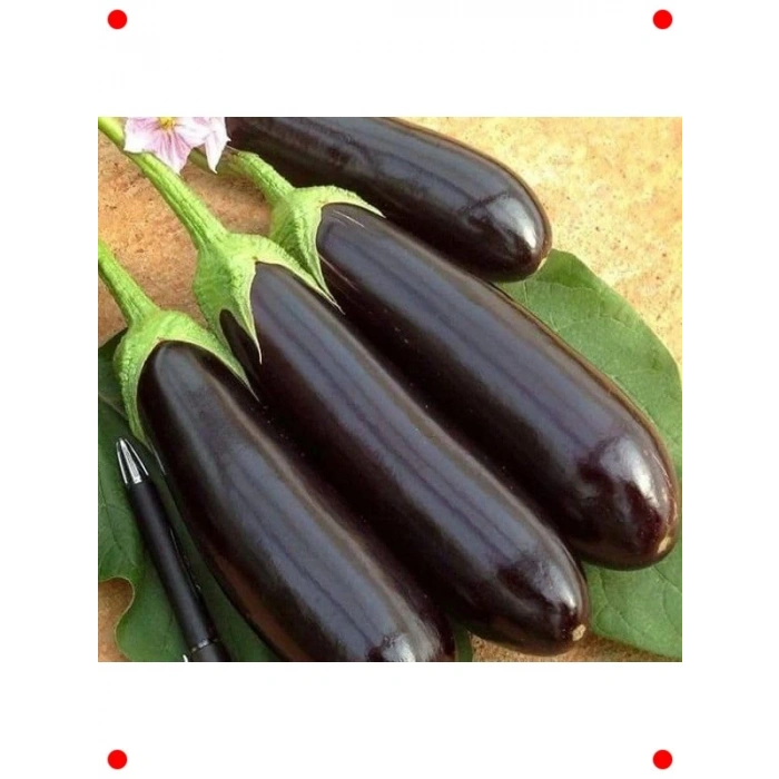 Aydın Siyah Patlıcan Tohumu - Parlak ve Dolgun Meyveler