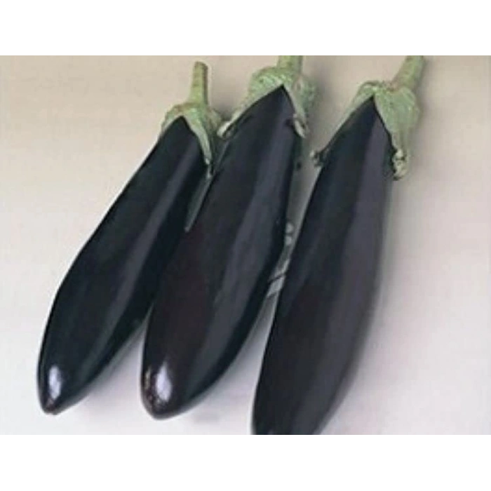 Aydın Tohumu Patlıcan, 10 gr