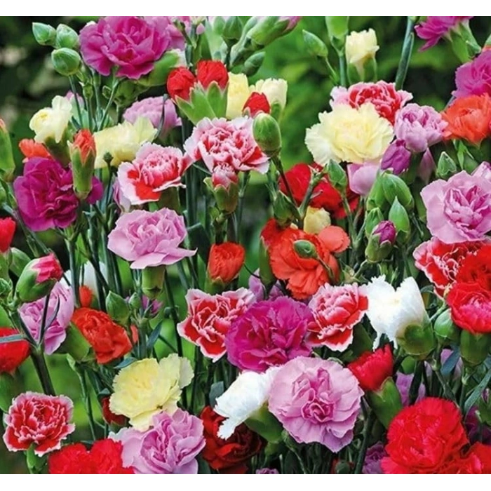 BAHÇE KARANFİLİ 50 Tohum KARIŞIK Renkli Çoklu Tohum