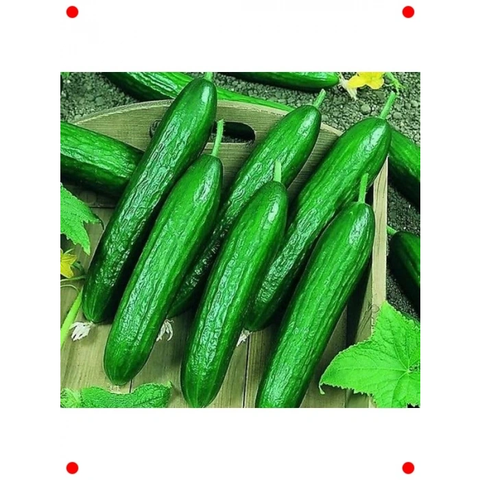 Beith Alpha Salatalık Tohumu (İthal, 5 Gram)