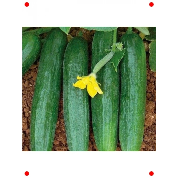 Beith Alpha Salatalık Tohumu (İthal, 5 Gram)