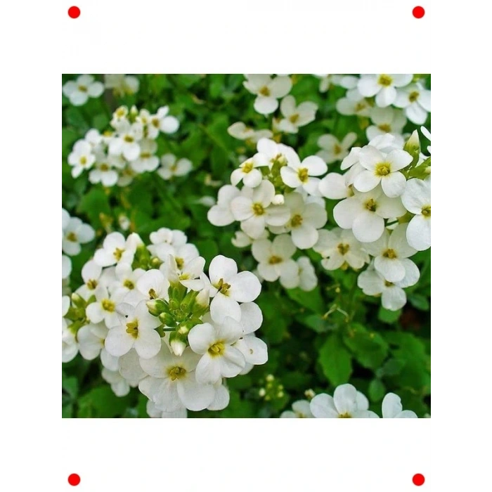Beyaz Alp Arabis Tohumu (Yer Örtücü) - 20 Adet