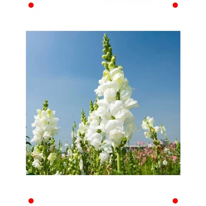 Beyaz Aslanağzı F1 Tohumu (30 Adet)