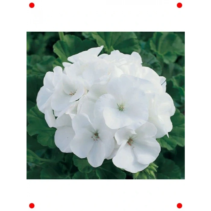 Beyaz Gül Sardunya  Tohumu (10 Adet)