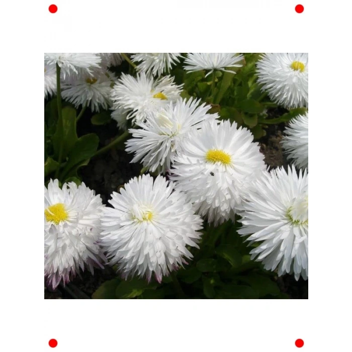 Beyaz Katmerli Şeker Tabağı F1 Tohumu (30 Adet)