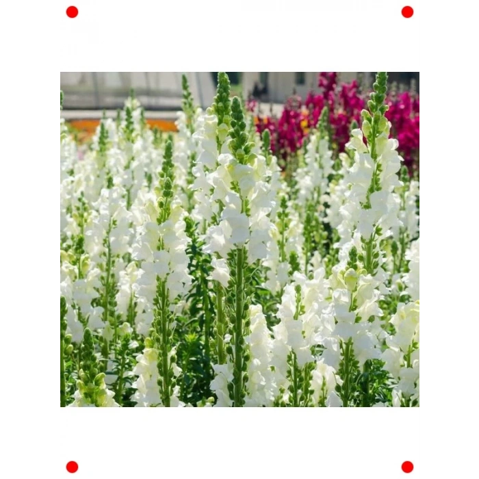 Beyaz Kesimlik Aslanağzı Çiçeği Tohumu (20 Adet)