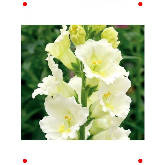 Beyaz Kesimlik Aslanağzı Çiçeği Tohumu (20 Adet)