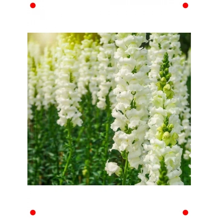 Beyaz Kesimlik Aslanağzı Çiçeği Tohumu (20 Adet)