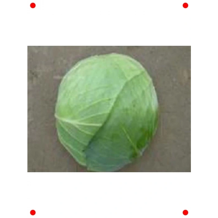 Beyaz Lahana Tohumu (10 gr)