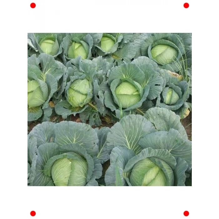 Beyaz Lahana Tohumu - 5 Gram