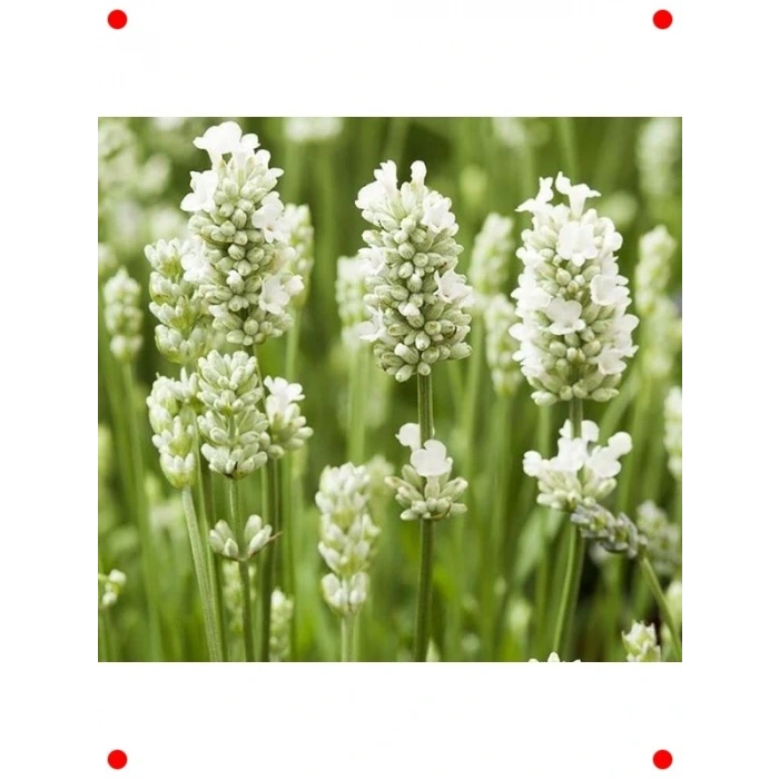 Beyaz Lavanta Tohumu (Kokulu, 15 Adet)