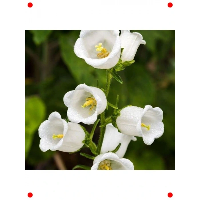 Beyaz ni ş Çan Çiçeği Tohumu (5 Adet)