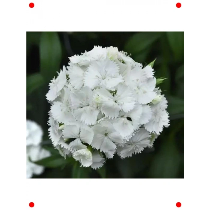 Beyaz Tek Katlı Uzun Karanfil Tohumu (5 Adet)