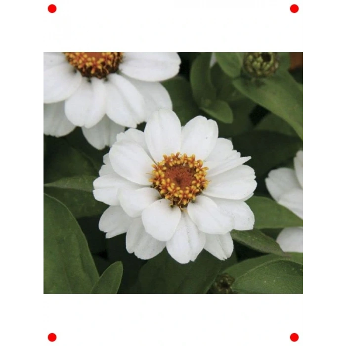 Beyaz Zinnia Tohumu (ni Çok Çiçekli, 8 Adet)