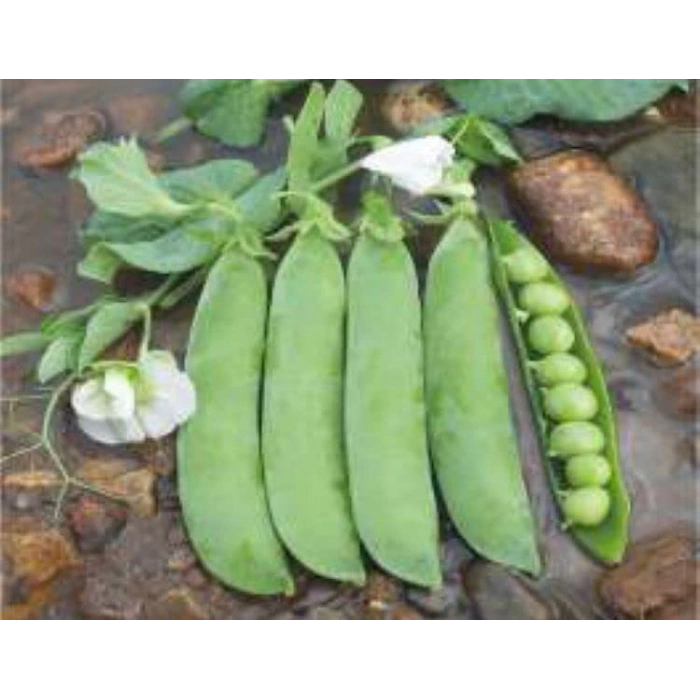 Bezelye Tohumu - Aksel 10 gr