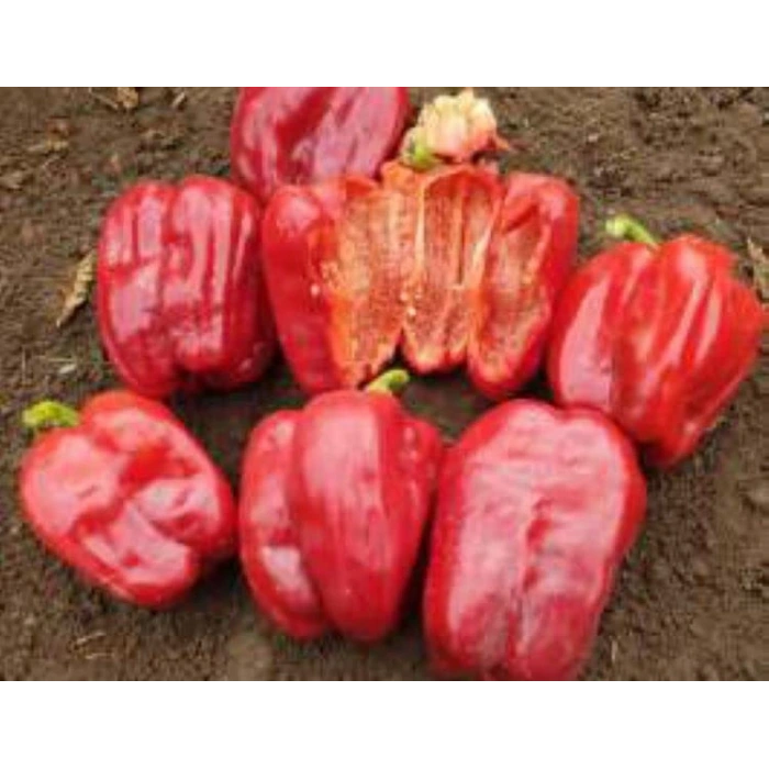 Biber Antep Dolmalık Tohumu - Aksel 10 gr