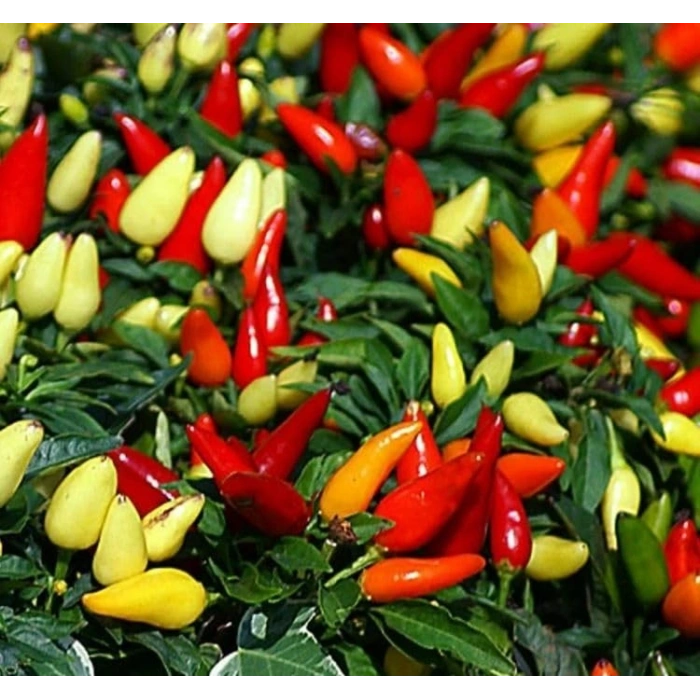 BİBER BİBERİYE (SARI KONİK) (ÇOKLU TOHUM) - 3 Gram