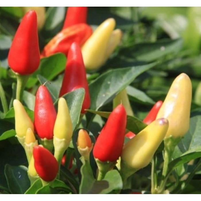 BİBER BİBERİYE (SARI KONİK) (ÇOKLU TOHUM) - 3 Gram