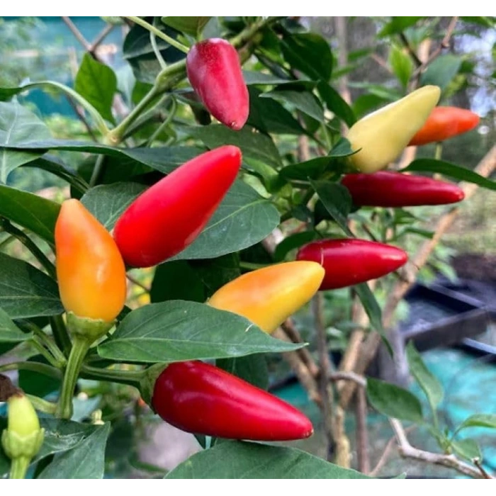 BİBER BİBERİYE (SARI KONİK) (ÇOKLU TOHUM) - 3 Gram