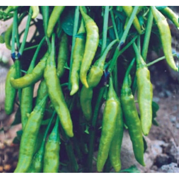 BİBER SÜS AŞAĞIBAKAN (ÇOKLU TOHUM) - 3 Gram