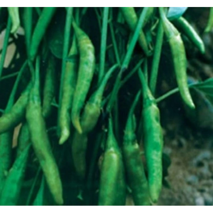 BİBER SÜS AŞAĞIBAKAN (ÇOKLU TOHUM) - 3 Gram