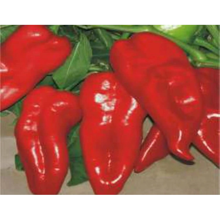 Biber Yağlık Tohumu - Aksel 10 gr