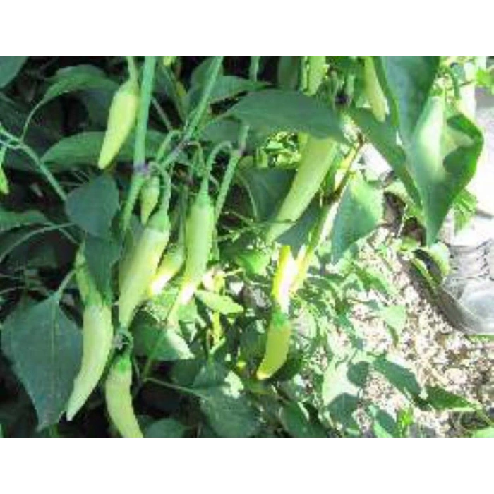 Biber Zarife Tohumu - Aksel 10 gr