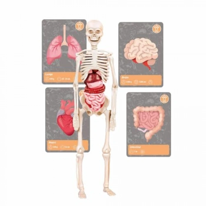 Bilimsel Oyun Seti: Dünyanın Tarihsel Yaşamı