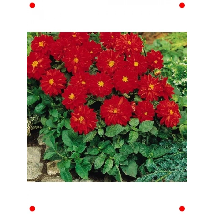 Bodur Kırmızı Yıldız Çiçeği Tohumu (10 Adet)