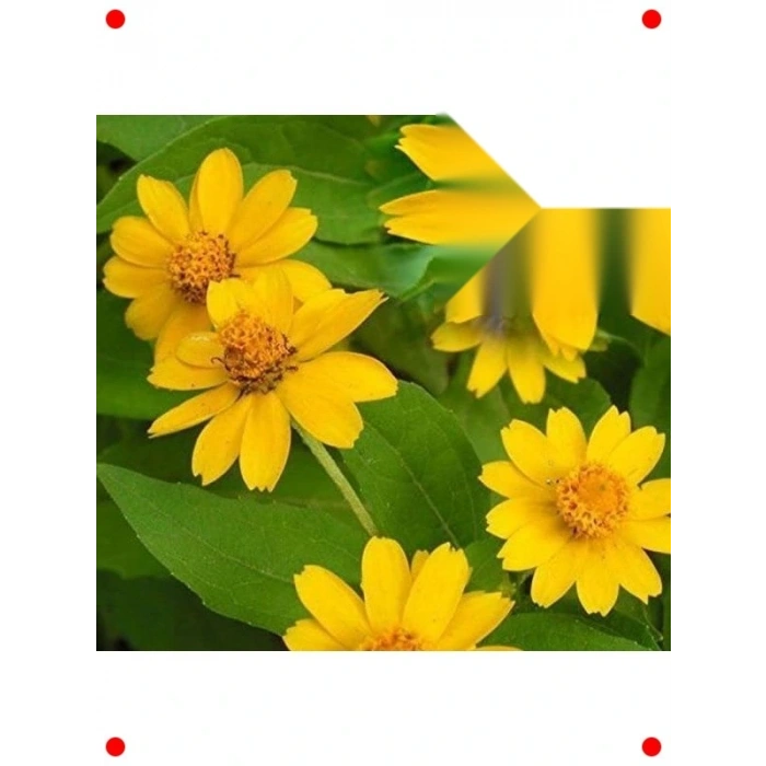 Bodur Madalyon Çiçeği  Tohumu (10 Adet)