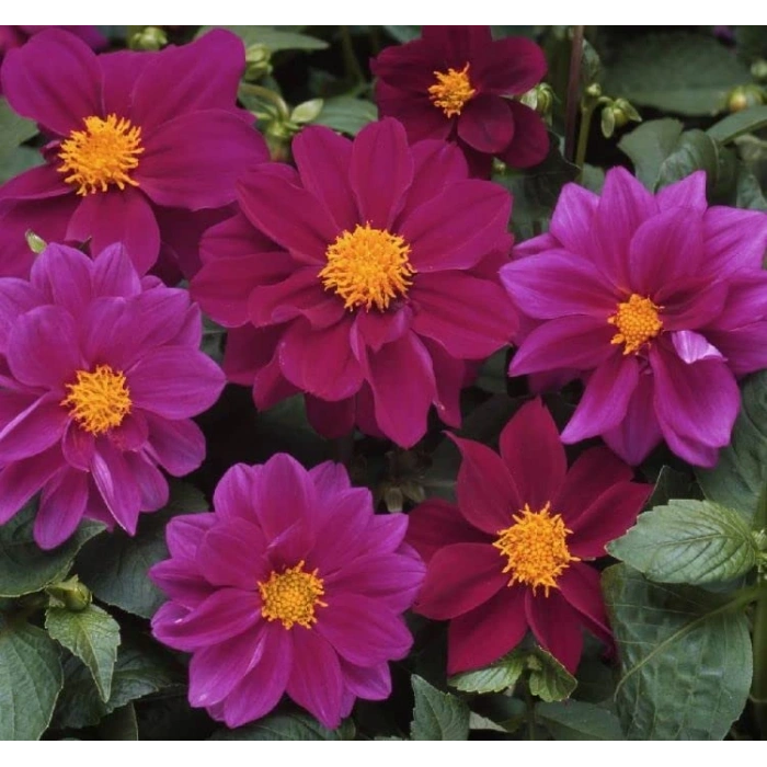 Bodur Mor Renkli Yıldız Çiçeği Tohumu - 10 Adet