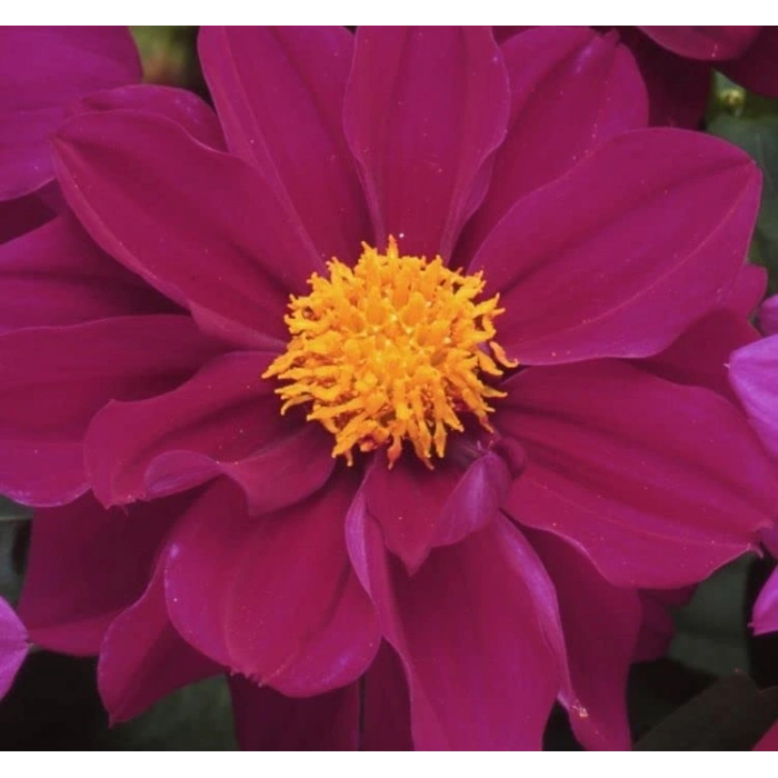 Bodur Mor Renkli Yıldız Çiçeği Tohumu - 10 Adet