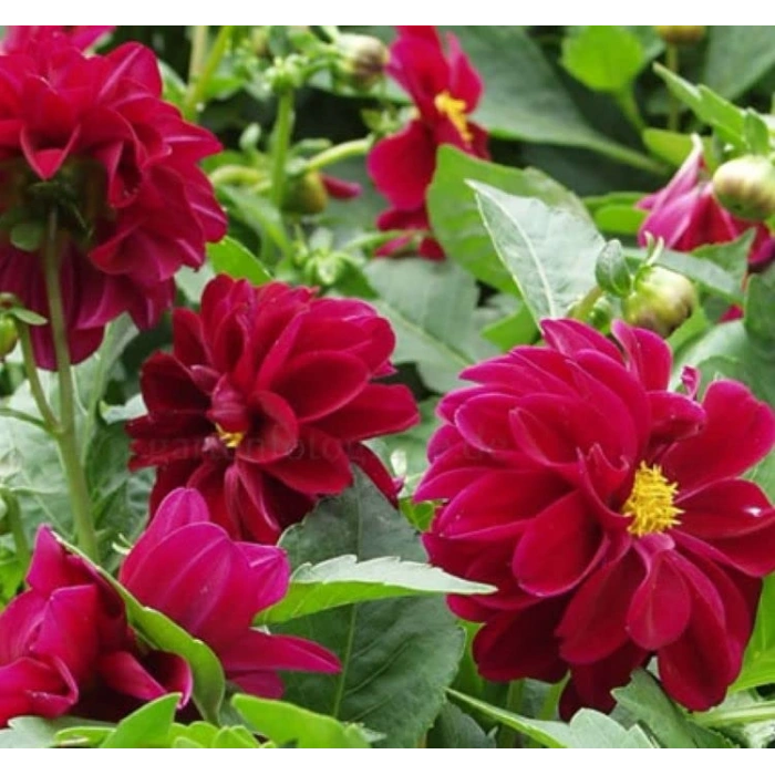 Bodur Mor Renkli Yıldız Çiçeği Tohumu - 10 Adet