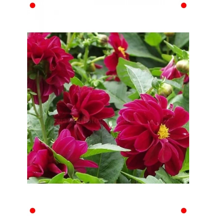 Bodur Mor Yıldız Çiçeği Tohumu (Çok Çiçekli, 10 Adet)